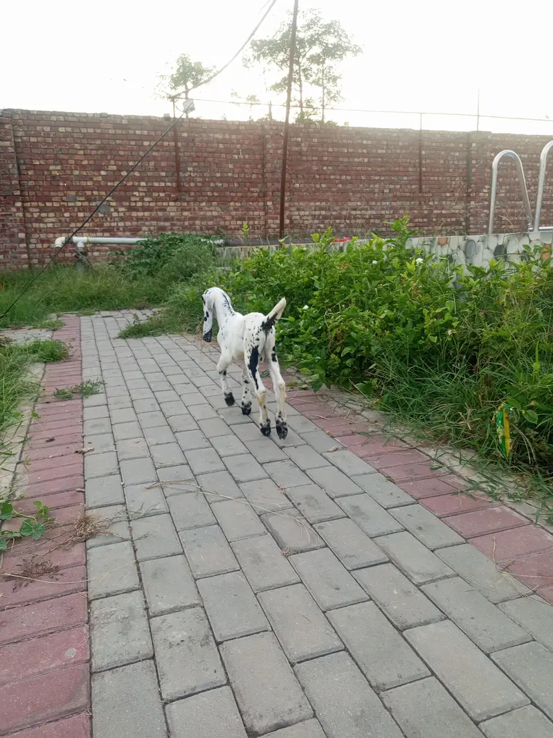 Beautiful Makhi cheena kid | Beetal kid — photo 2