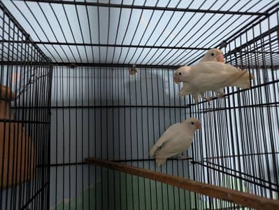 Mix Lovebirds available