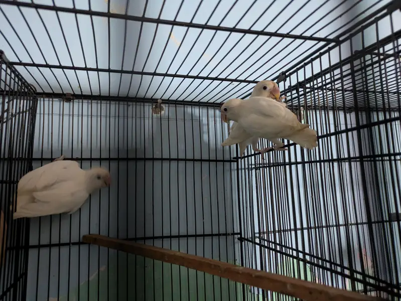 Mix Lovebirds available — photo 2