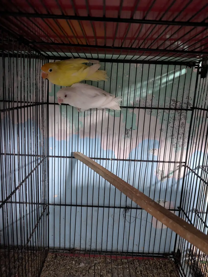 Mix Lovebirds available — photo 4