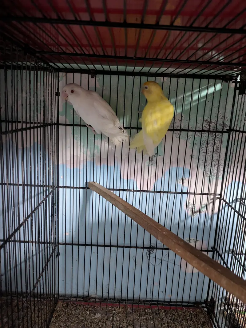 Mix Lovebirds available — photo 5