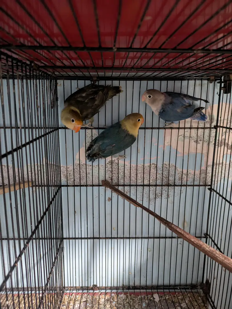 Mix Lovebirds available — photo 6