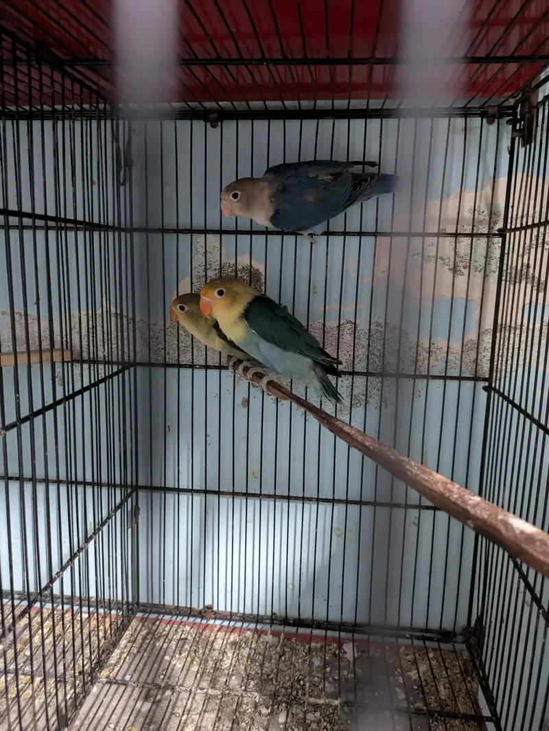 Mix Lovebirds available — photo 7