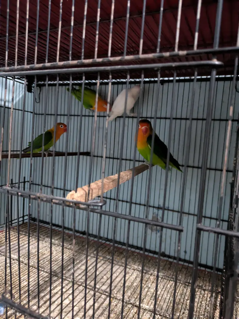Mix Lovebirds available — photo 9