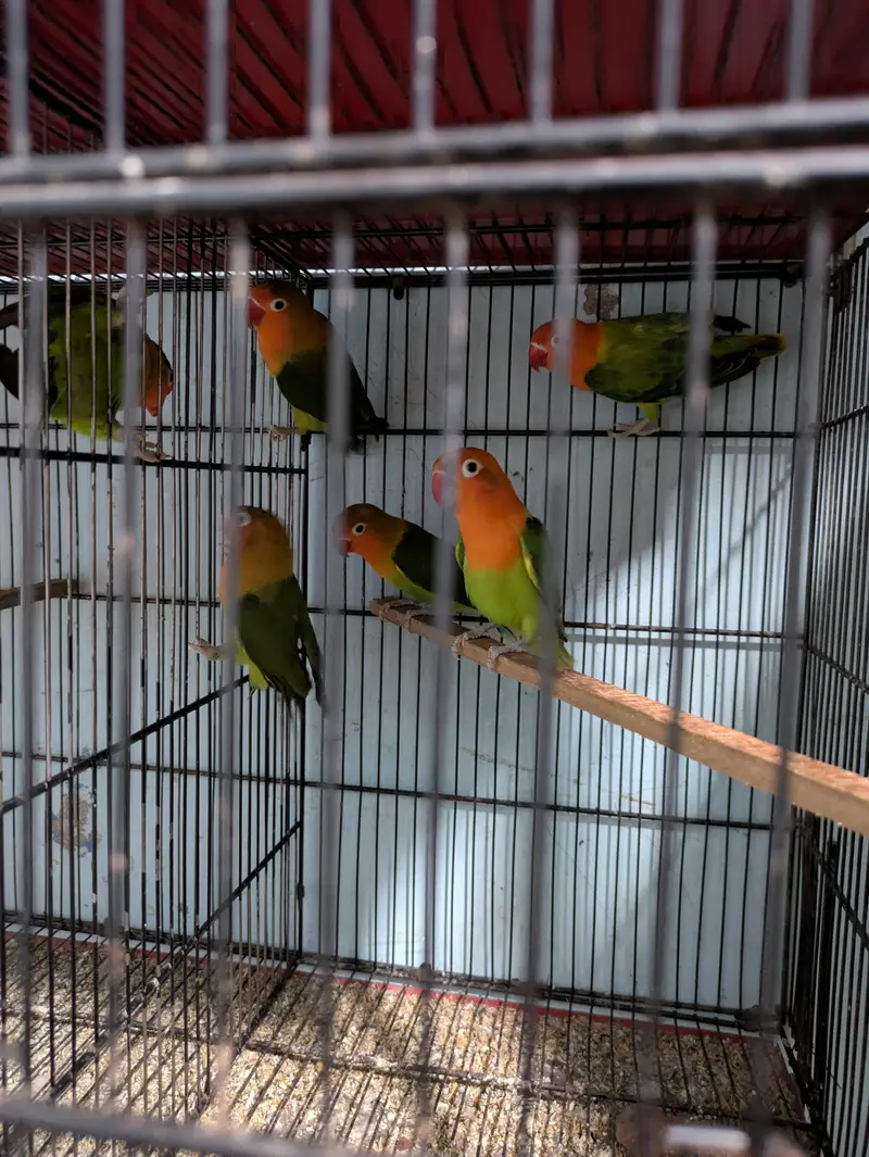 Mix Lovebirds available — photo 10