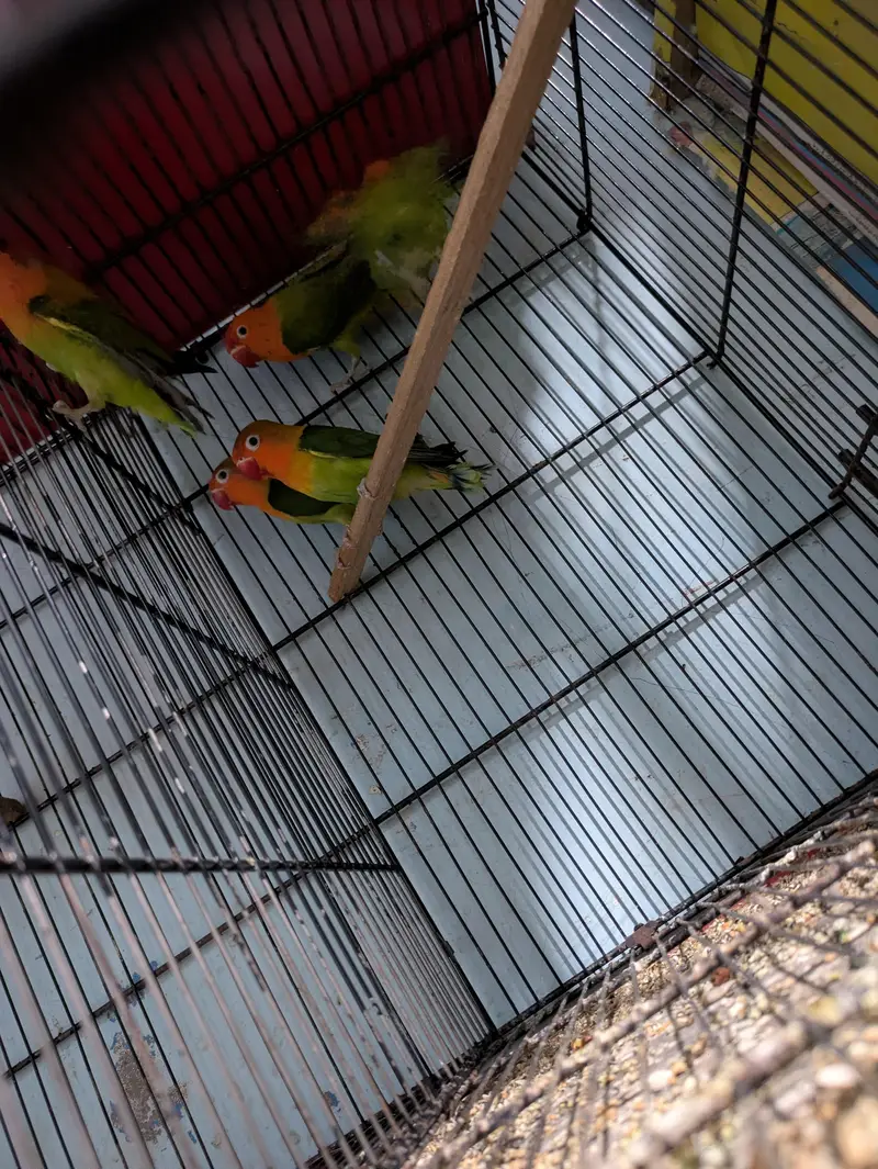 Mix Lovebirds available — photo 11