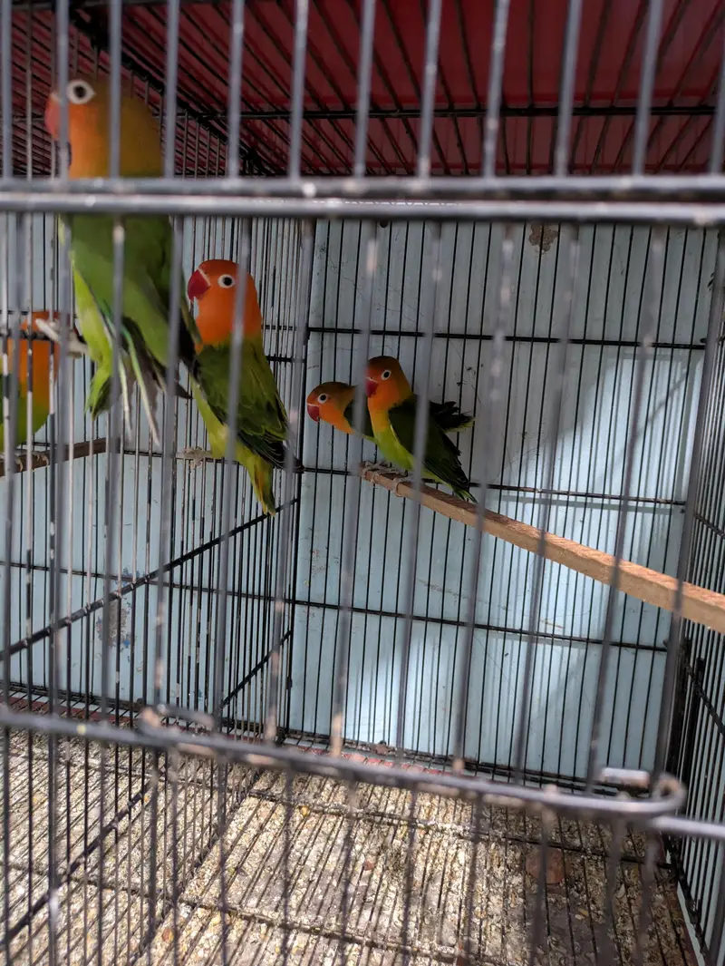 Mix Lovebirds available — photo 12