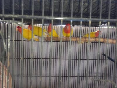 lotino lutino lovebirds  7 pairs ready to first breed, healthy active