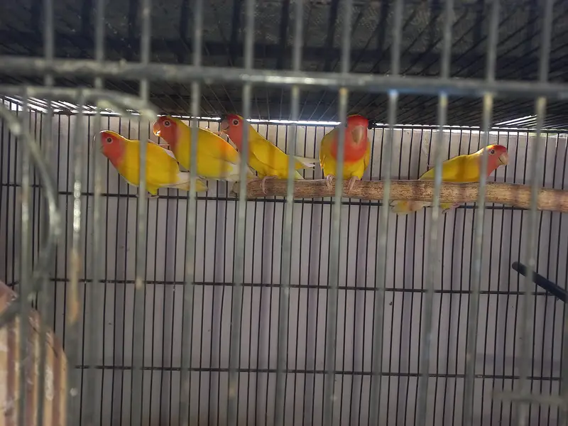 lotino lutino lovebirds  7 pairs ready to first breed, healthy active — photo 2