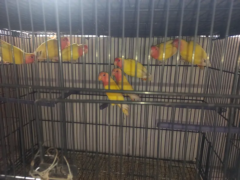 lotino lutino lovebirds  7 pairs ready to first breed, healthy active — photo 3