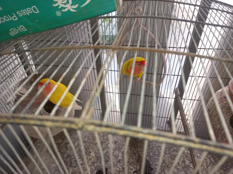 lotino lutino lovebirds  7 pairs ready to first breed, healthy active — photo 4