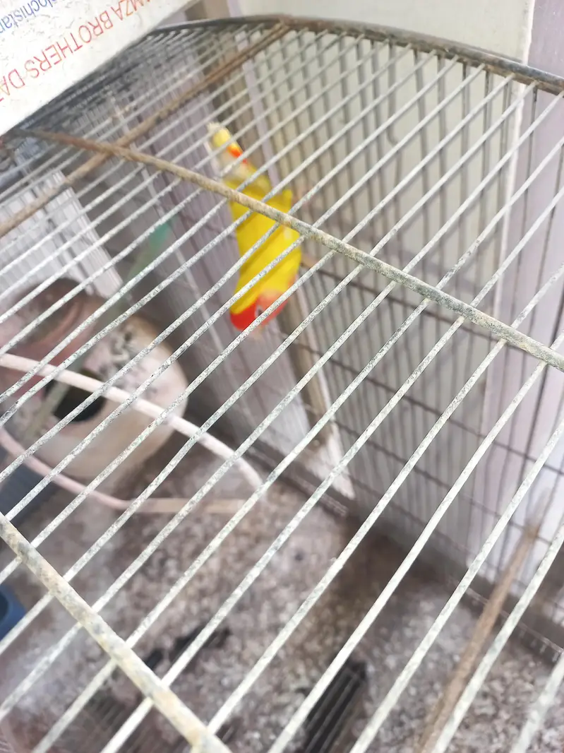 lotino lutino lovebirds  7 pairs ready to first breed, healthy active — photo 5