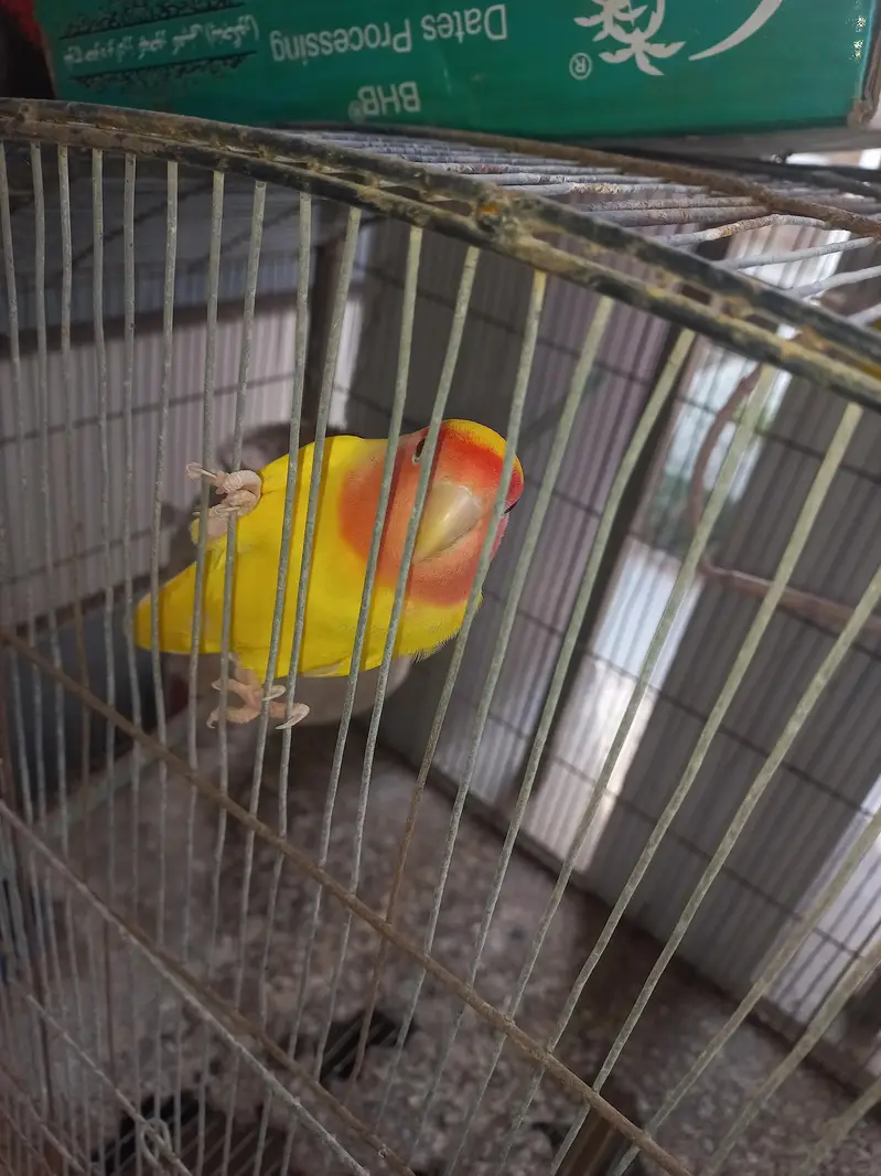 lotino lutino lovebirds  7 pairs ready to first breed, healthy active — photo 6