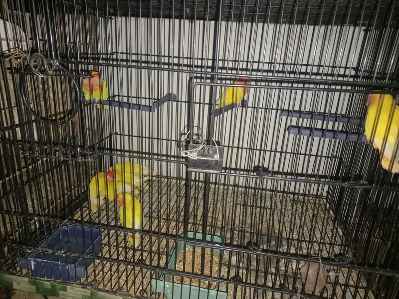 lotino lutino lovebirds  7 pairs ready to first breed, healthy active — photo 7