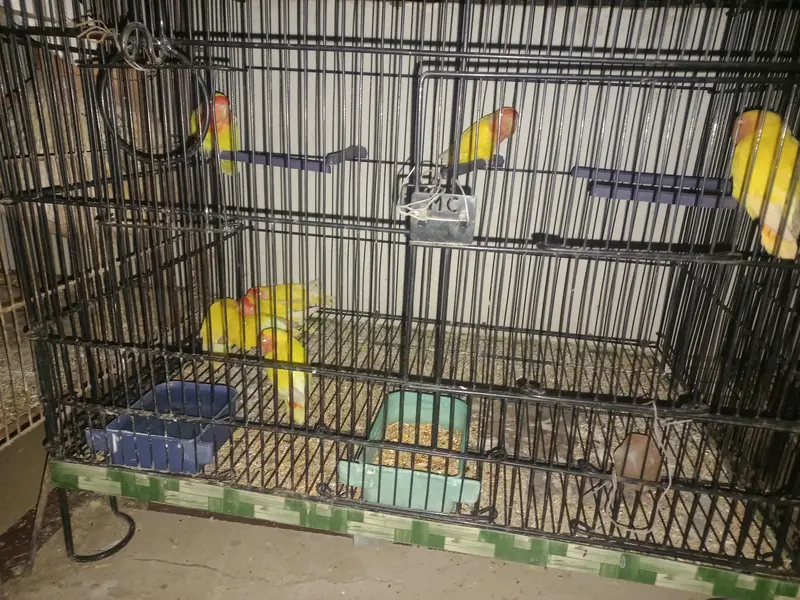 lotino lutino lovebirds  7 pairs ready to first breed, healthy active — photo 8