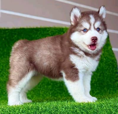 Siberian huskies Puppies available