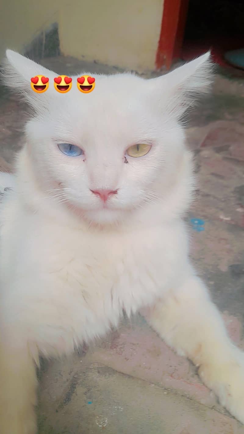 dilshad 2
