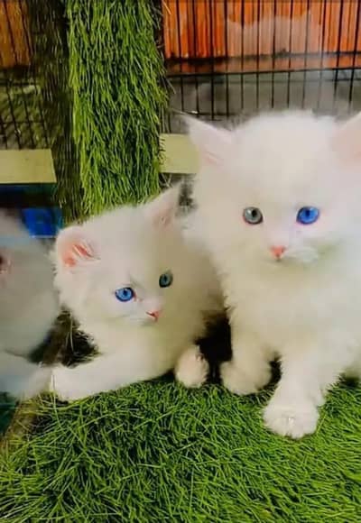 Persian cat cute baby for sale