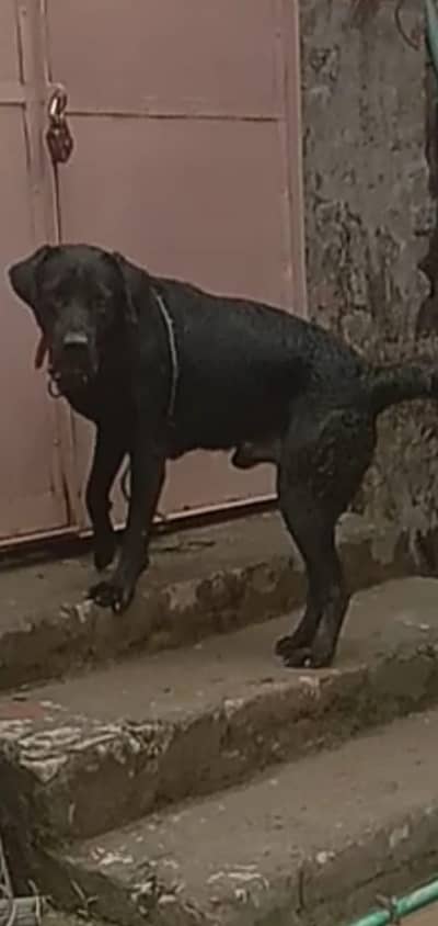 Lebra dog (Army Trained)