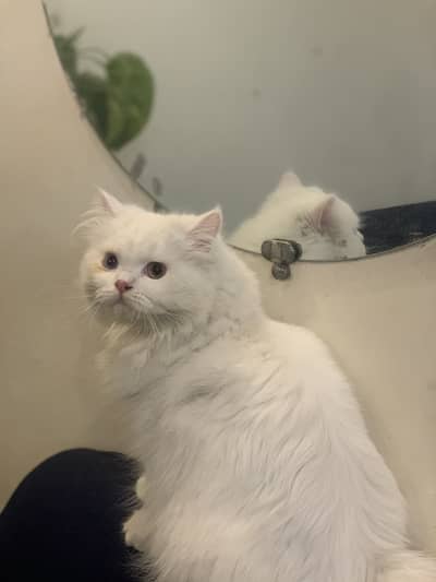 Fluffy White Persian Cat Male | 16 Months | Litter Trained