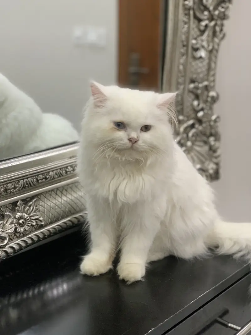 Fluffy White Persian Cat Male | 16 Months | Litter Trained — photo 2