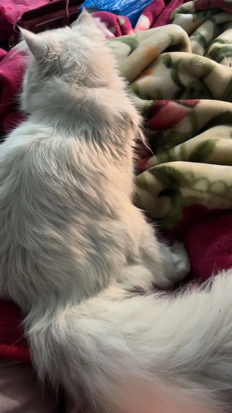 Fluffy White Persian Cat Male | 16 Months | Litter Trained — photo 3