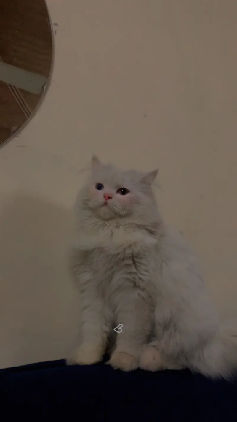 Fluffy White Persian Cat Male | 16 Months | Litter Trained — photo 4