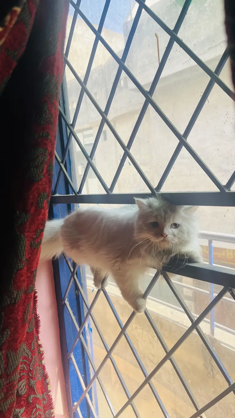 Fluffy White Persian Cat Male | 16 Months | Litter Trained — photo 5