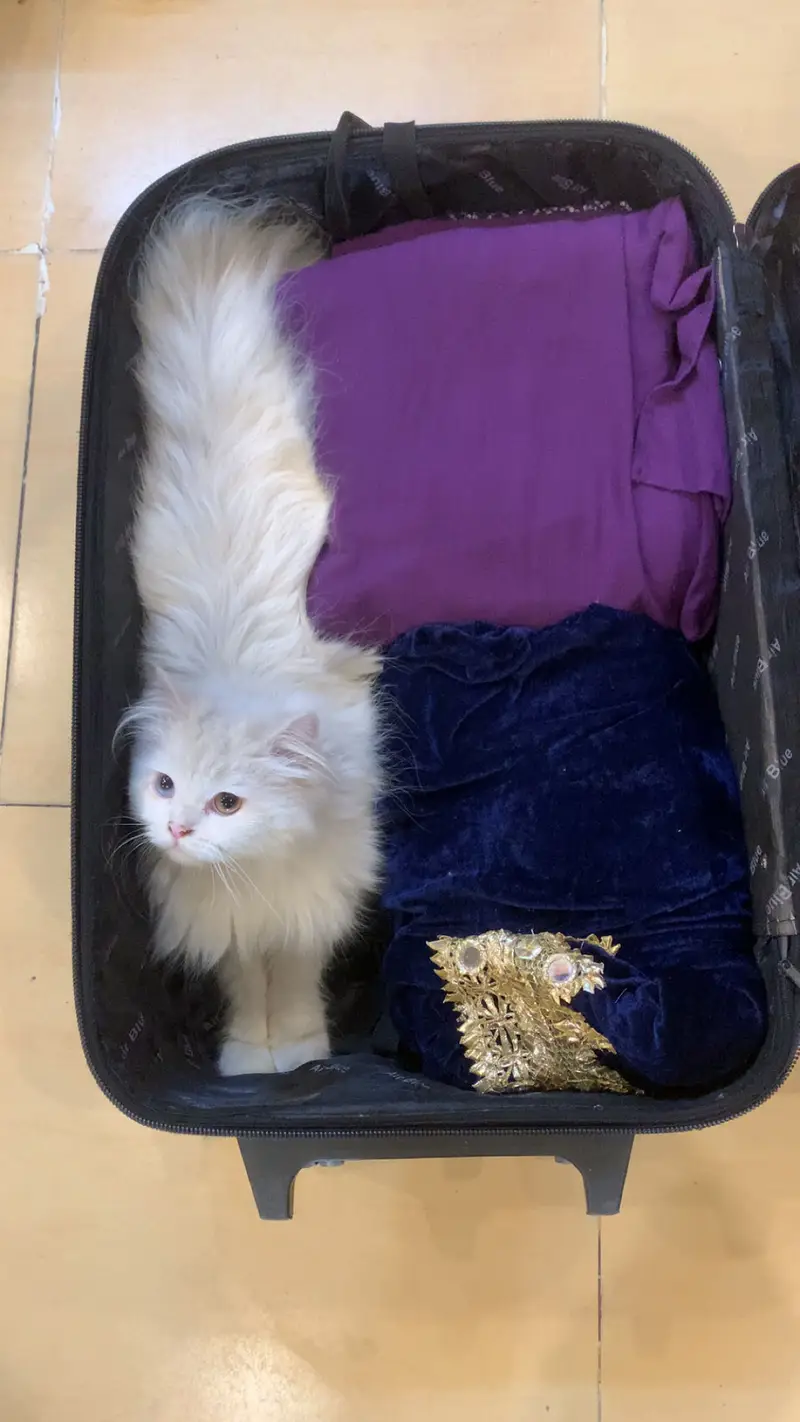 Fluffy White Persian Cat Male | 16 Months | Litter Trained — photo 6