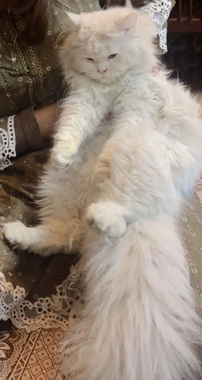 Fluffy White Persian Cat Male | 16 Months | Litter Trained — photo 7