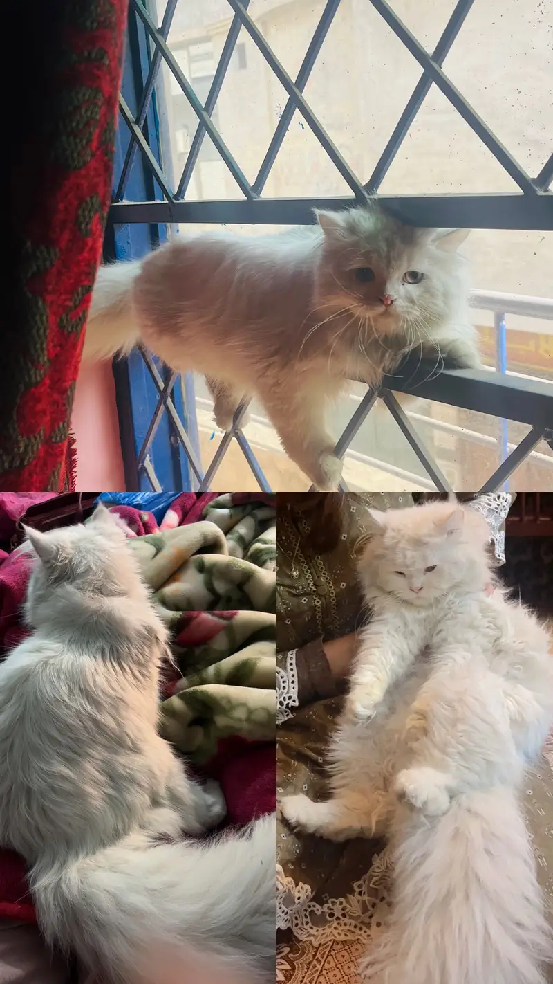 Fluffy White Persian Cat Male | 16 Months | Litter Trained — photo 8