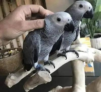 African Grey parrot for sale O3O8,,,  29 ,,,,16 ,,,232   my WhatsApp