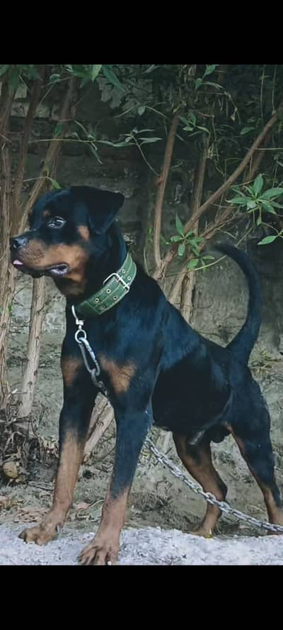 Rottweiler