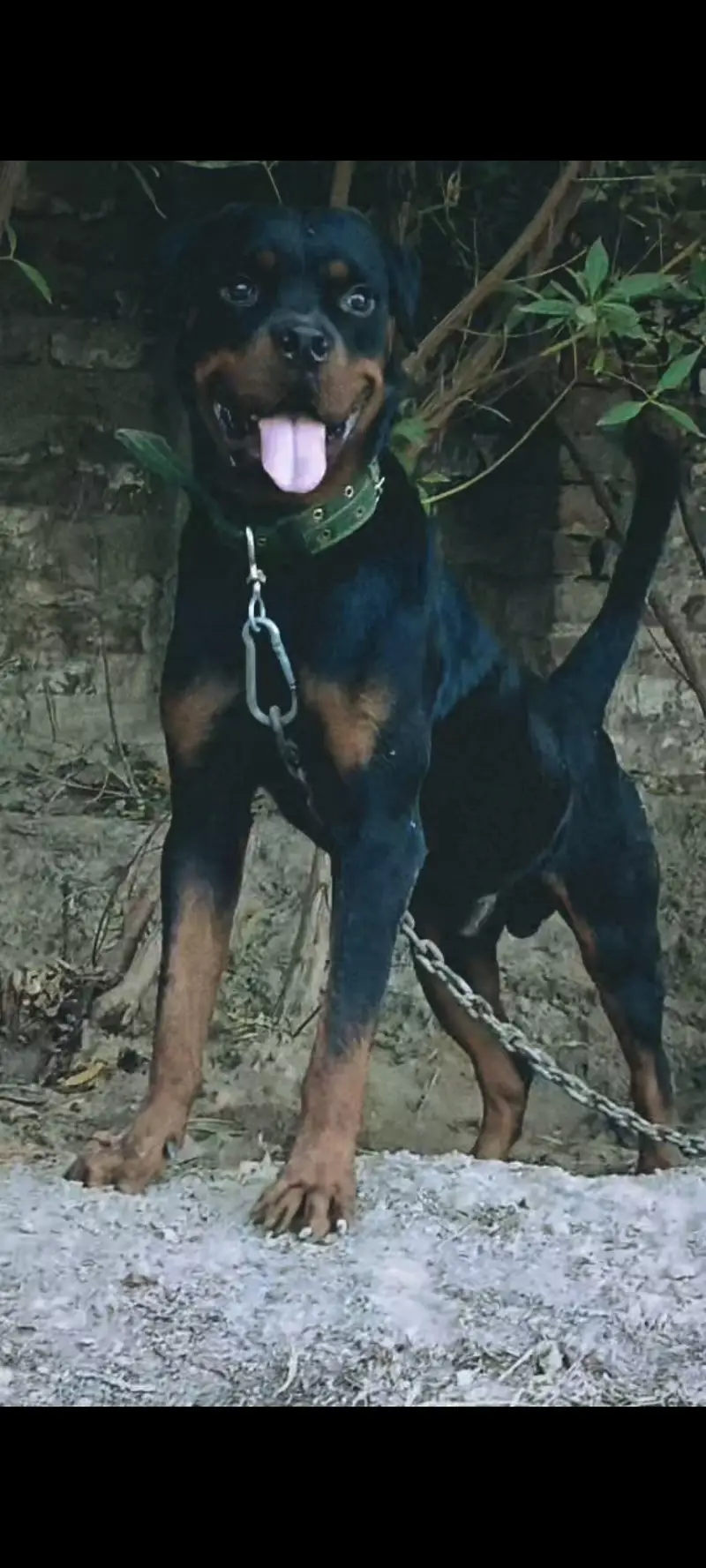 Rottweiler — photo 2