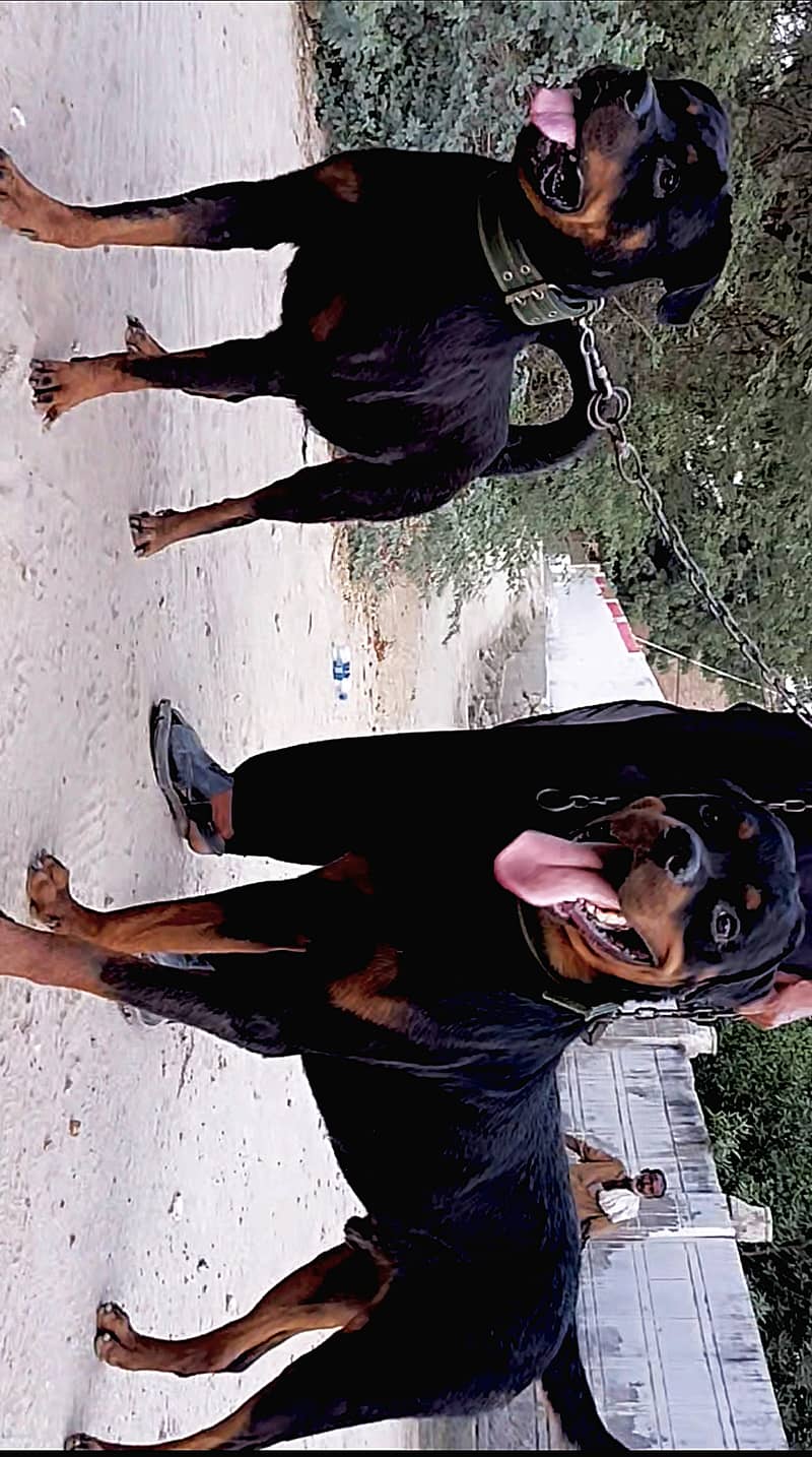 Rottweiler 2