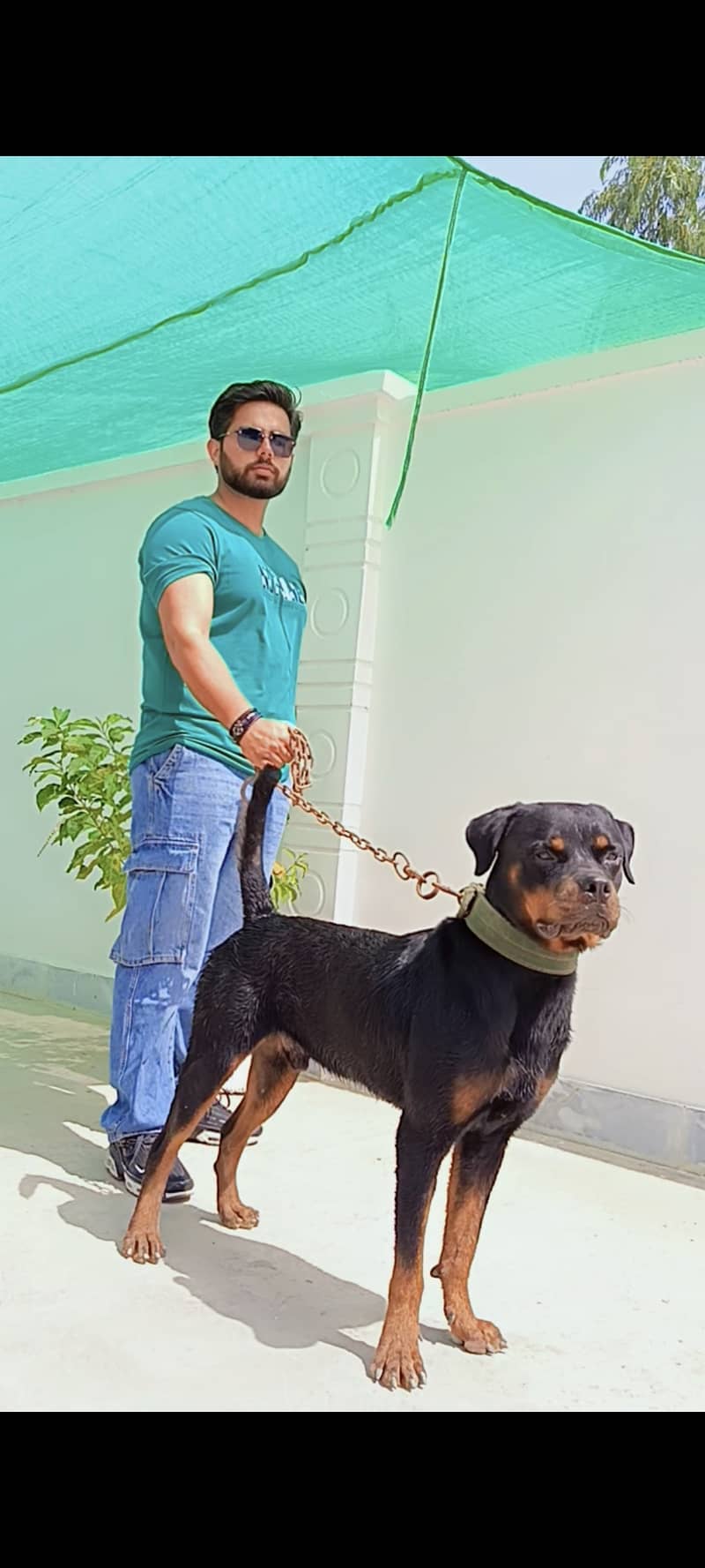 Rottweiler 3