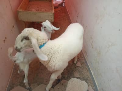 Goat baby and Sheep available 0/3/7/0/2/2/1/3/1/4/1