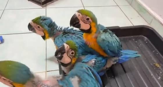 blue Macau parrot cheeks for sale 0370/7908/904