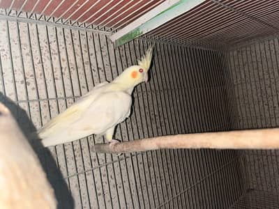 red eye cream cocktail female hai