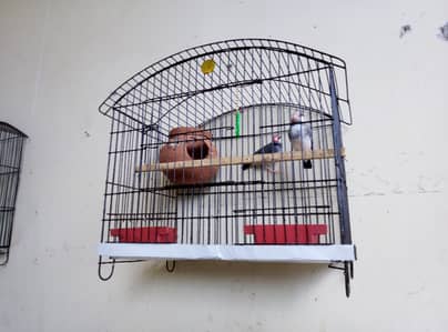 Grey Pied java breeder pair for sale with cage and doli 03129196869