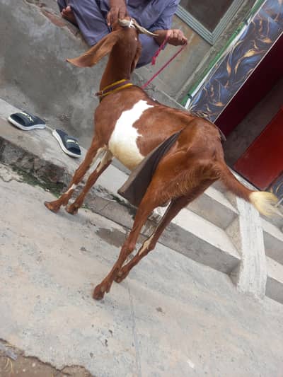 Bakri for sale 03251126163