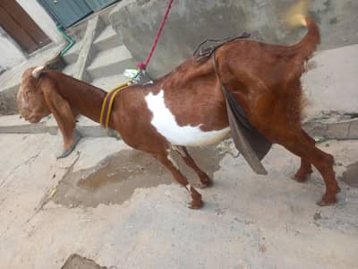 Bakri for sale 03251126163