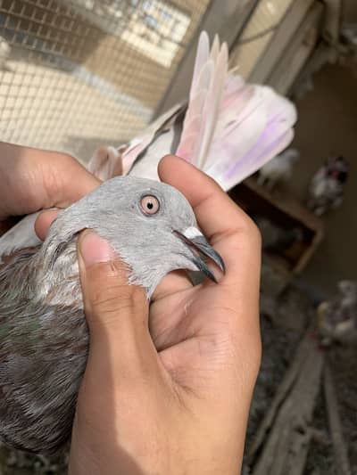 Assalamualaikum 5 pugeon ha for sale urgent sale karne ha