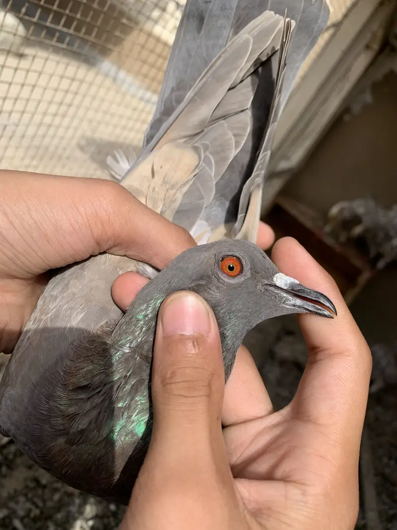 Assalamualaikum 5 pugeon ha for sale urgent sale karne ha — photo 2