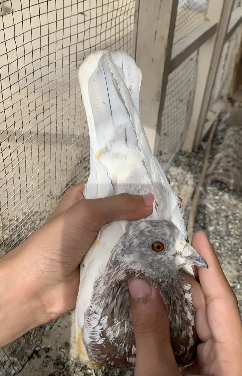 Assalamualaikum 5 pugeon ha for sale urgent sale karne ha — photo 3