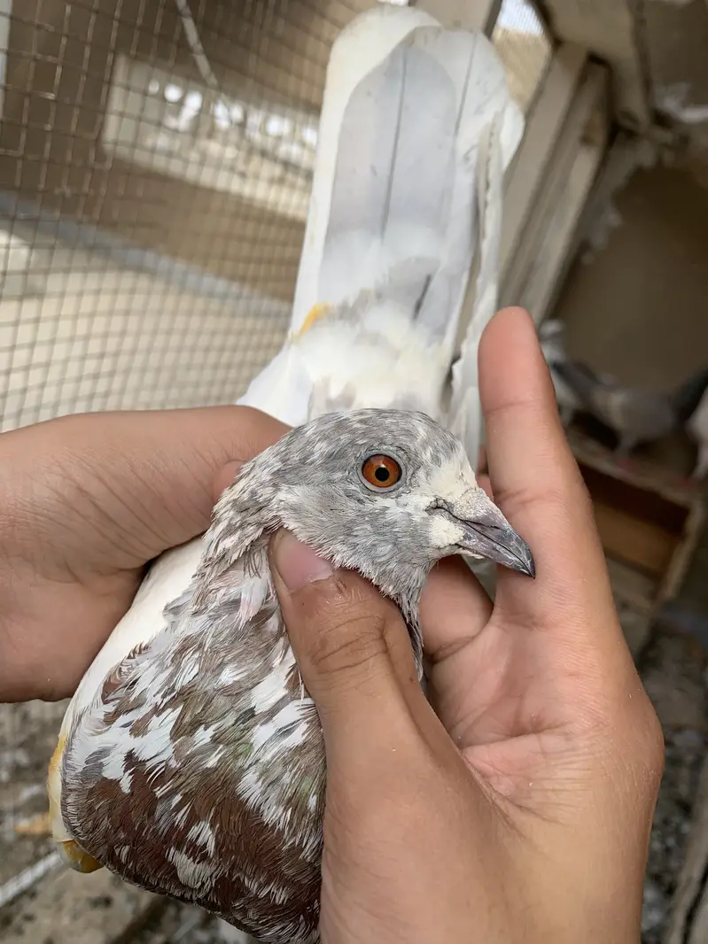Assalamualaikum 5 pugeon ha for sale urgent sale karne ha — photo 4