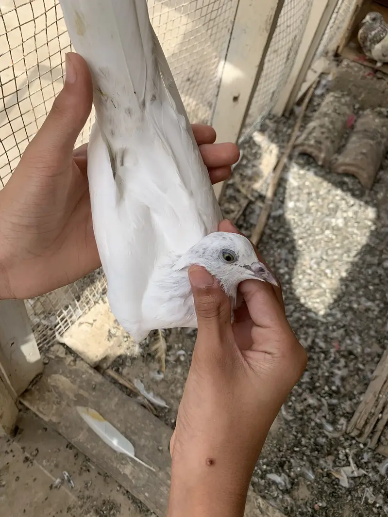 Assalamualaikum 5 pugeon ha for sale urgent sale karne ha — photo 5