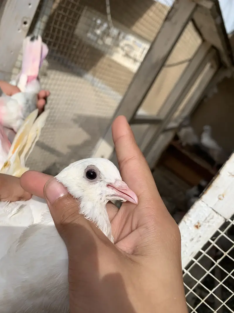 Assalamualaikum 5 pugeon ha for sale urgent sale karne ha — photo 9