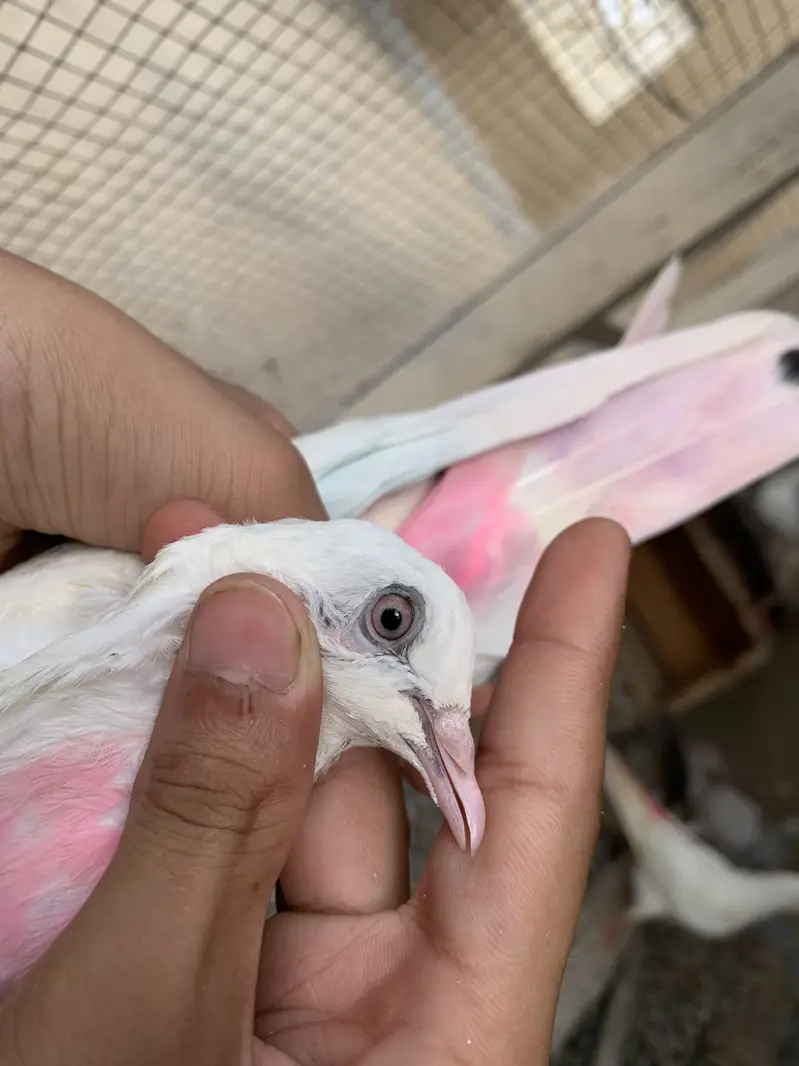 Assalamualaikum 5 pugeon ha for sale urgent sale karne ha — photo 10