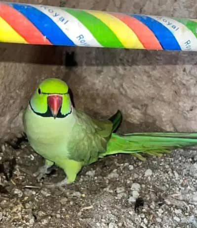 ring neck green parrot pair with wooden house for eggs